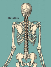 rotators muscles