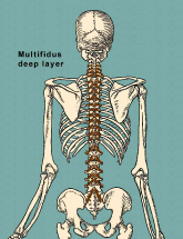 multifidus deep layer