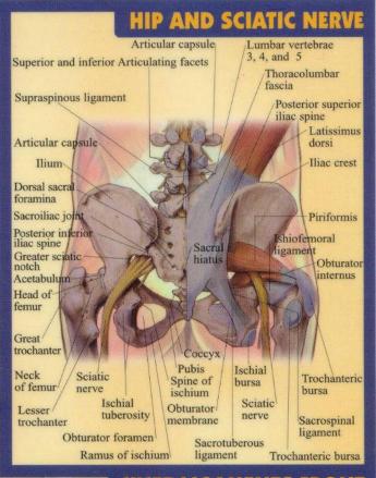 sciatic nerve and piriformis