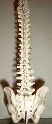 normal spine